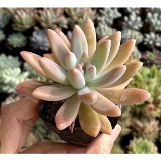 Sen đá phale tím full nắng mưa size bầu 5cm hư 1 đổi 1