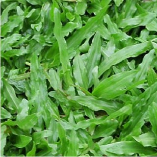 Bịch 100 gam hạt giống cỏ lá gừng