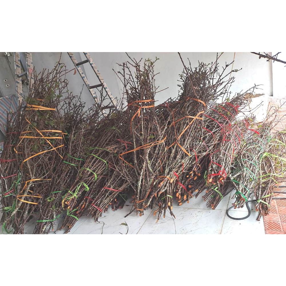 1 BÓ MẬN 10 CÀNH TO VỀ CHƠI TẾT