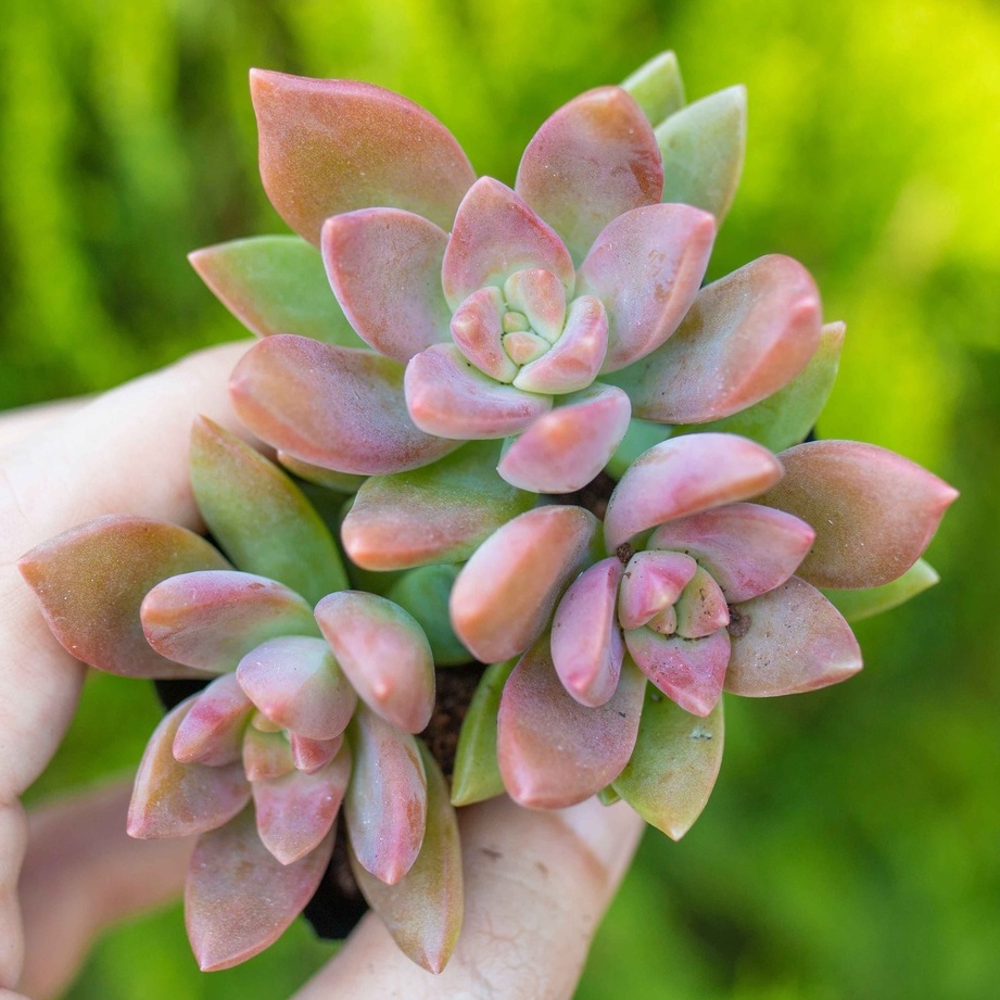 Sen đá đỏ lá dài 5-7cm - Vườn sen đá