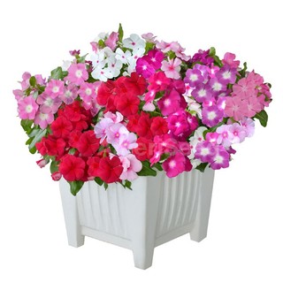 50h hạt giống hoa dừa cạn lùn mix màu