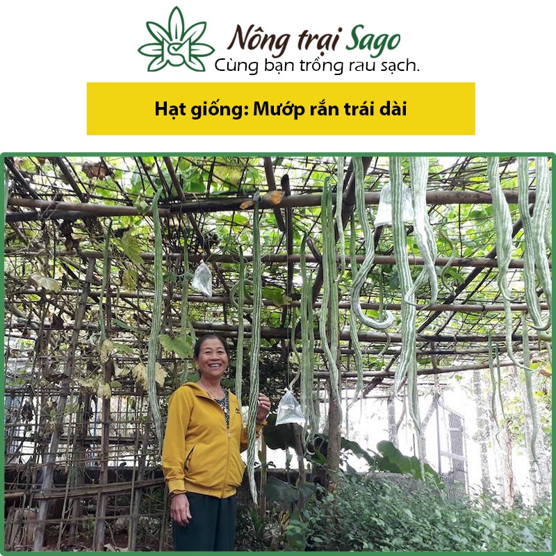 Hạt giống Mướp Rắn Trái Dài 55-60cm, Cây Phát Triển Mạnh, Kháng Bệnh Tốt - Nông Trại Sago