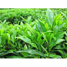 Combo 5 Bầu Giống Chè Xanh Thái Nguyên