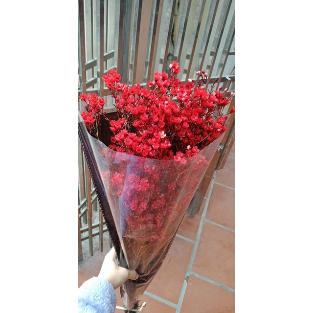 HOA THANH LIỄU HÀNG LOẠI A