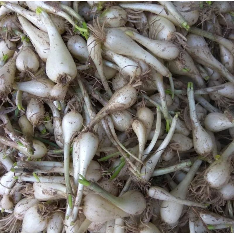 1KG CỦ KIỆU QUẾ TÉP TO tươi KHÔ ( ĐẶC SẢN HUẾ )