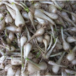 1kg củ kiệu quế tép to tươi khô