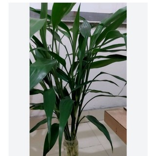 Cành cây phát lộc