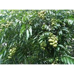 Cây mắc mật ăn lá (
 cây siêu tốt)