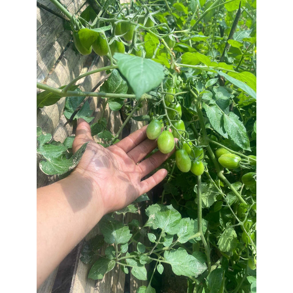 🌱 Hạt giống cà chua lê ta nảy mầm 100%