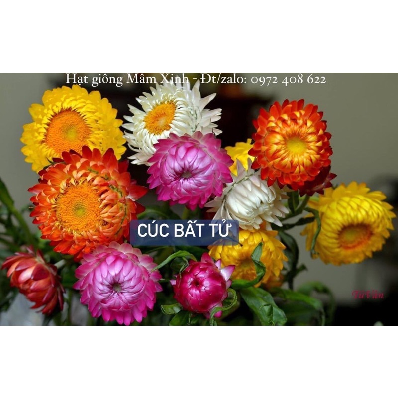 1200 hạt cúc bất tử mix màu. Có ảnh thật nảy mầm 100%