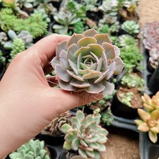 Sen đá hồng cánh cứng bầu 3-5cm