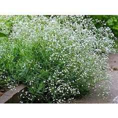 100h hạt giống hoa baby breath trắng