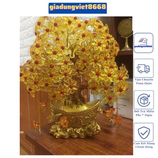 cây kim tiền 14 nhánh size to