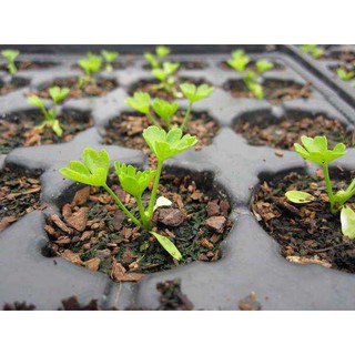 Hạt giống cần tây 5gr
