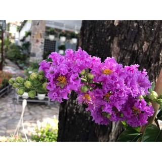 Cây 🌲 Bằng lăng Thái (siêu hoa)
