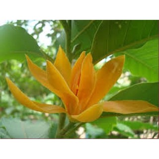 [Nhu_Mai_Garden]cây giống hoa ngọc lan trắng