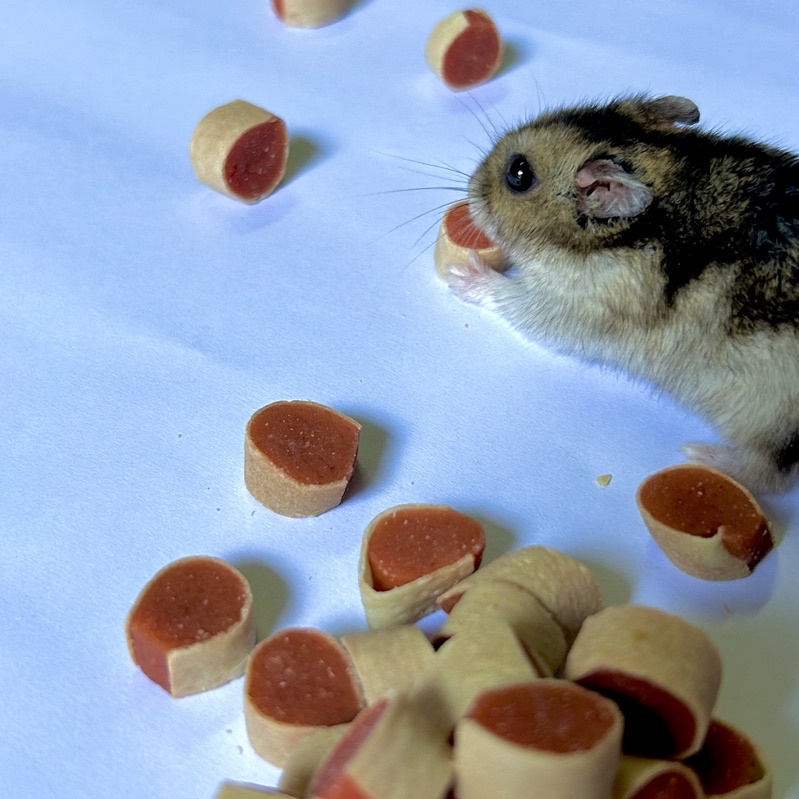 Sushi bò cho Hamster và thú nhỏ