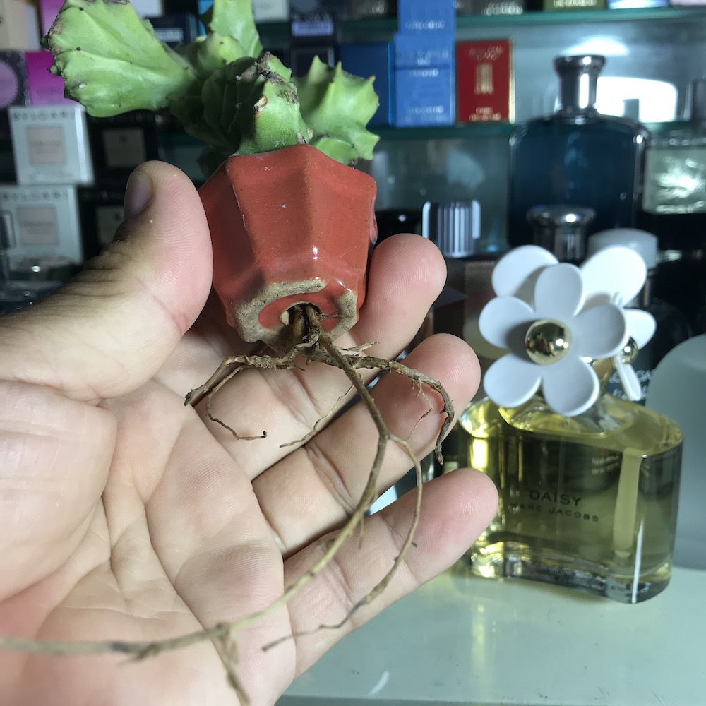 Cây xương rồng mini siêu dễ thương, cây thật!