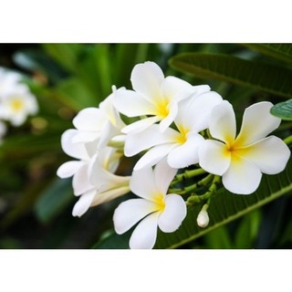 cây giống HOA SỨ ĐẠI TRẮNG ( hoa Chăm Pa)