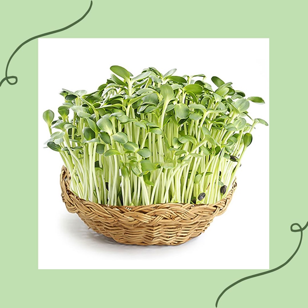 Hạt giống rau mầm giá rẻ - Thế giới Rau mầm Tạ Gia Trang