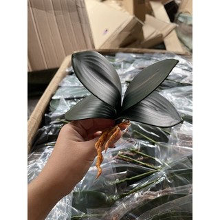 lá lan cao su cao cấp