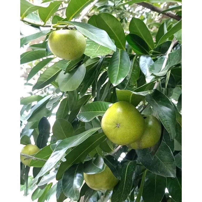 Cây giống Hồng Socola giống cây mới lạ mới du nhập vào Việt Nam siêu chất lượng, năng suất cao