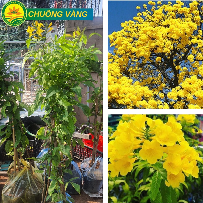 Chuông vàng ( phong linh Vàng) cao 1,5m mang lại sự tươi mới, sặc sỡ tượng trưng cho những điều tốt đẹp