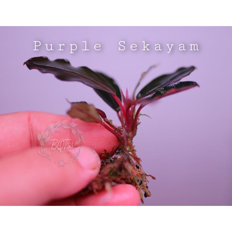 Bucep Purple Sekayam | hàng ngọn | lá cạn | cây thuỷ sinh