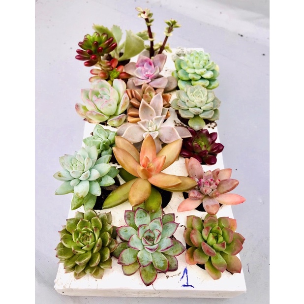combo 18 cây sen vỉ màu mè size 2-5 cm