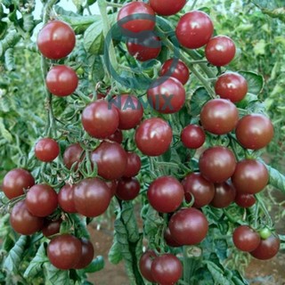 20h hạt giống cà chua cherry nâu đỏ chịu nhiệt