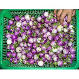 0.5Gr Hạt Giống Cà Tím Tròn