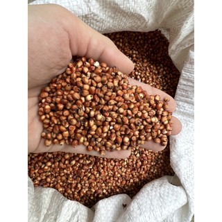 Hạt bo bo đỏ cho hamster, vẹt, chim cảnh... 500g