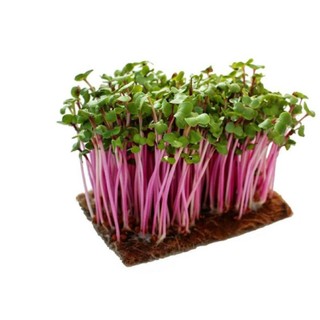 30 gr hạt giống rau mầm củ cải đỏ