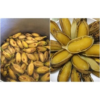 CÂY CHUỐI SÁP NGHỆ CẤY MÔ SIÊU SỚM (ĐƯỢC KIỂM HÀNG)