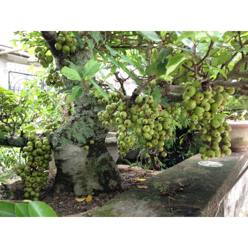 Cây sung nếp ta, lấy quả, lá,làm phôi kiểng siêu trái-cây giống