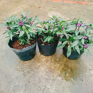 Cây Ớt Tím - cây ớt cảnh - caykiengsadec