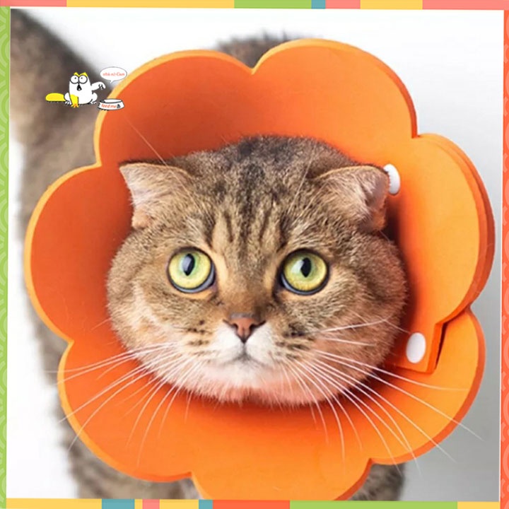 Vòng chống liếm cho mèo siêu nhẹ_loa chống liếm cho chó mèo hoa hương dương