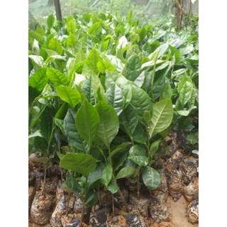 Cây giống trà xanh combo 2cây(chè xanh TN)