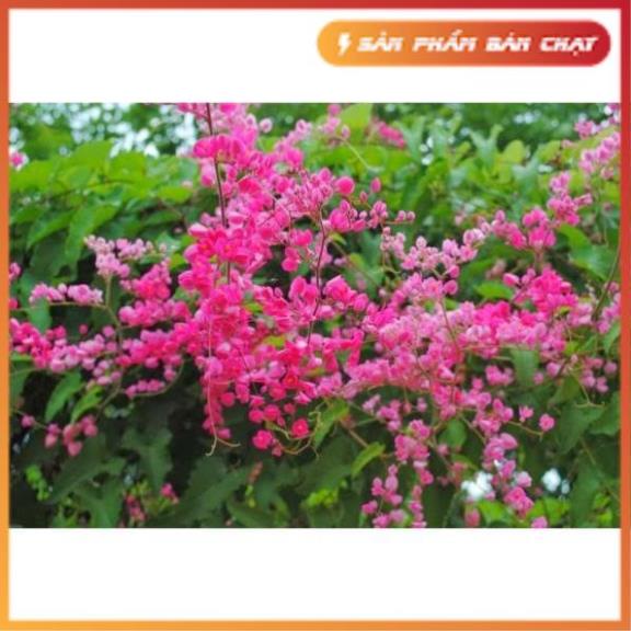 Cây hoa tigon nhỏ, Độ dài ngọn leo 80cm tốc độ phát triển tốt