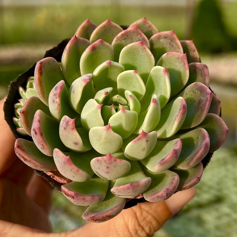 Cây sen đá Nana giống mới siêu hot size bầu 4-4,5cm THUANPHAT GARDEN, form cực đẹp, lỗi 1 đổi 1