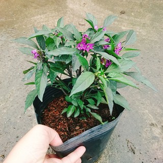 Cây Ớt Tím - cây ớt cảnh - caykiengsadec