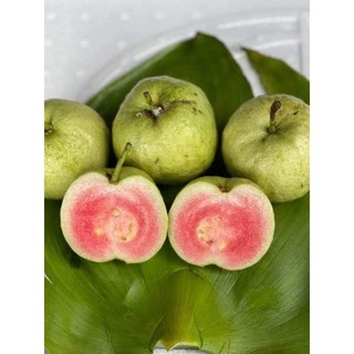 Cây 🌲 Ổi ruby ruột đỏ đang trái