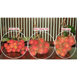 Chôm chôm JAVA (chôm chôm tróc) siêu ngon, cây giống nhập khẩu indo