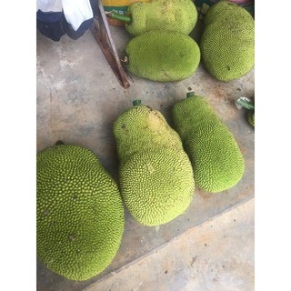 Cây Giống Mít ướt siêu Trái ( giống ghép siêu đẹp + siêu sớm + siêu trái)