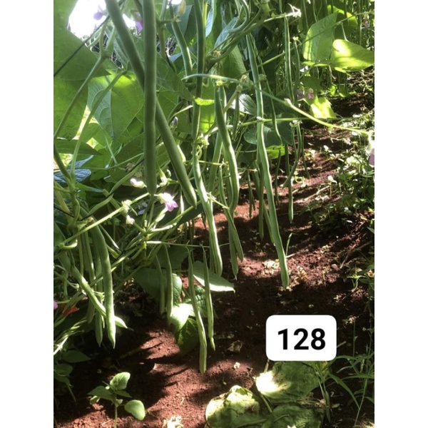 Đậu cove Sen Hồng SH128 gói 100gam