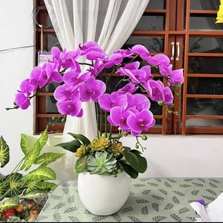 Chậu hoa lan hồ điệp 2 cành 9 bông,3 cành 5b
