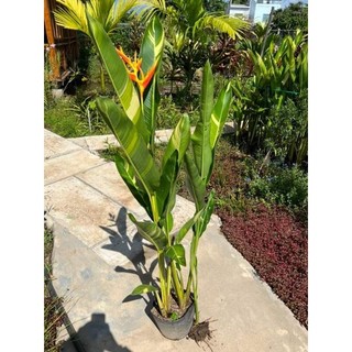 Thiên điểu Thái cẩm thach