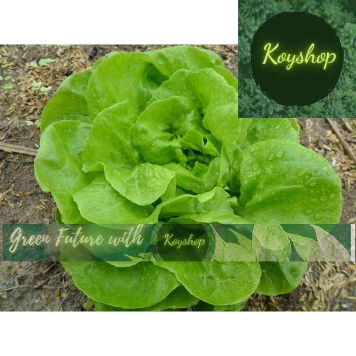 Hạt giống xà lách chịu nhiệt 357 - Rado Seeds - Giá sỉ tốt hơn.