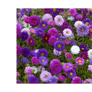 20h hạt giống hoa cúc nhật pompom mix
