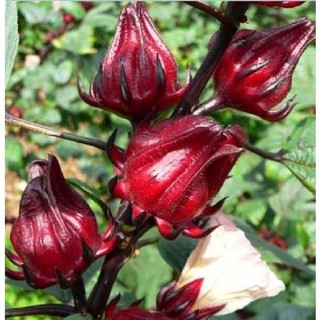 15gr hạt giống bụp giấm
